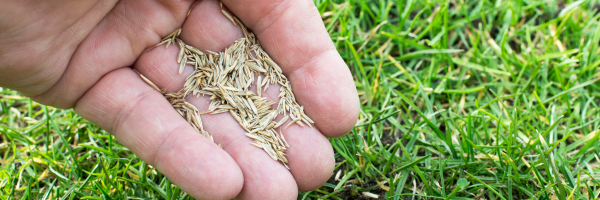 Handleiding graszaad zaaien